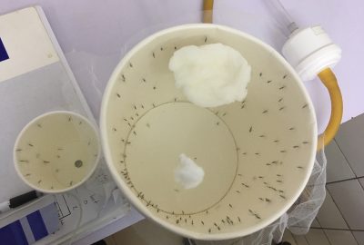 Bird's eye view of numerous mosquitoes inside of paper cup covered with transparent netting with a white cotton ball partially inserted into the netting