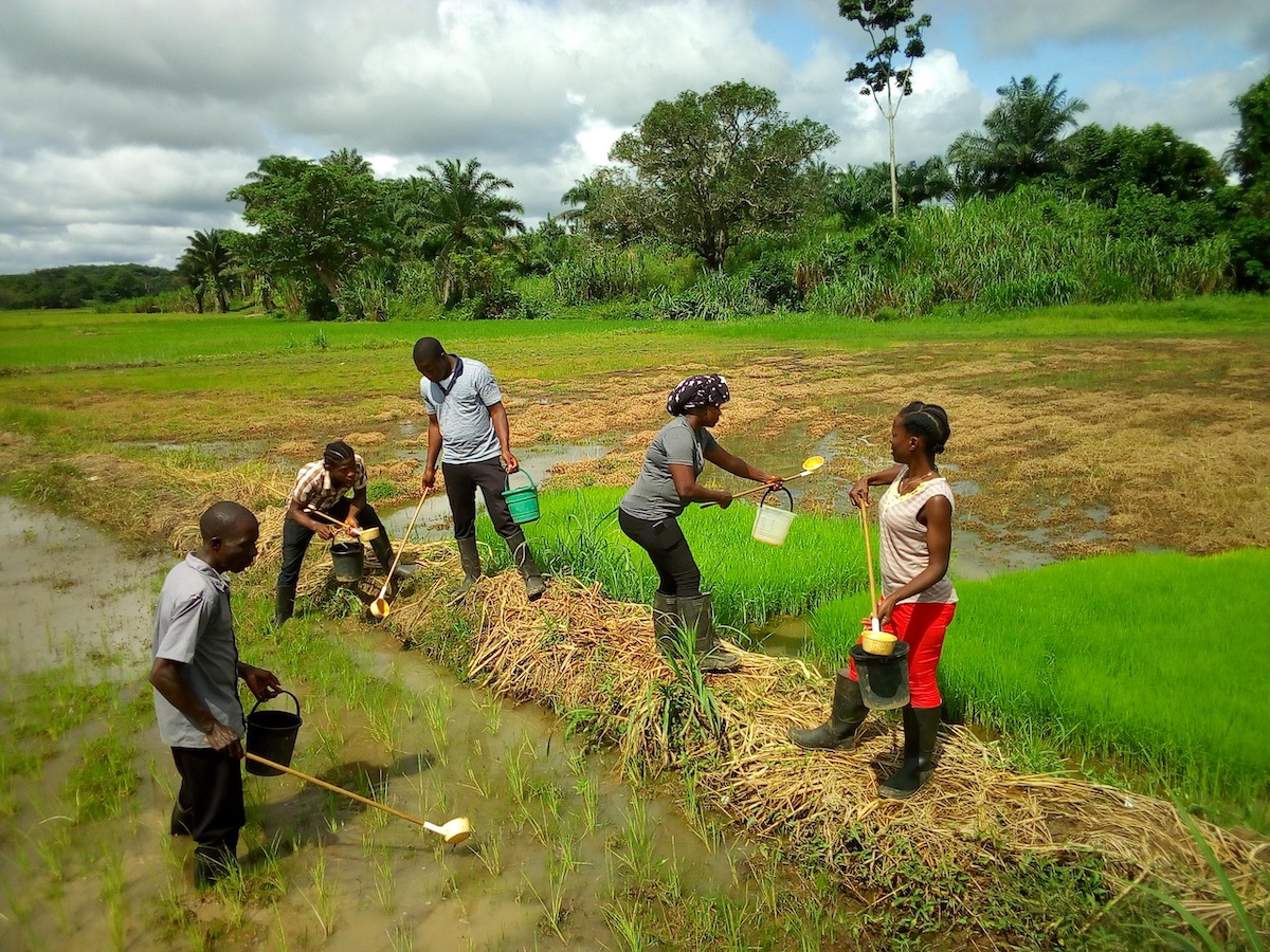 Community Health Volunteers collecting larvae, Liberia, 2018