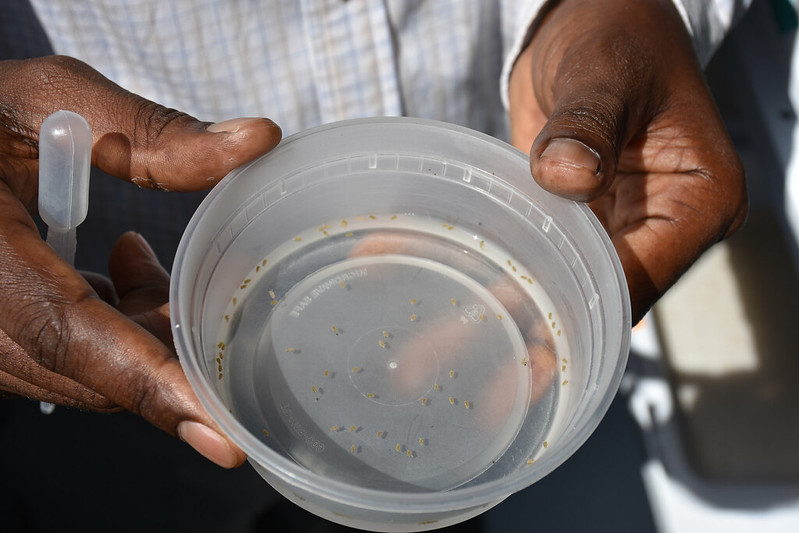 Laboratory scientist holds a container of mosquito pupa in the new insectary at Africa University in Mutare, Zimbabwe. Photo by Bridget Higginbotham for USAID/PMI, 2018.