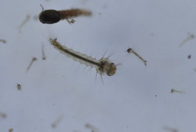 Mosquito larvae