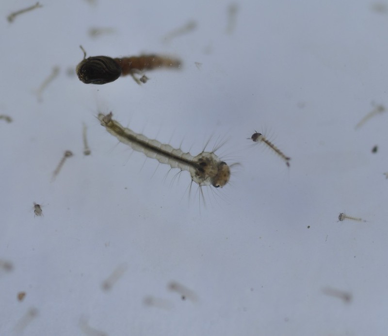 Mosquito larvae