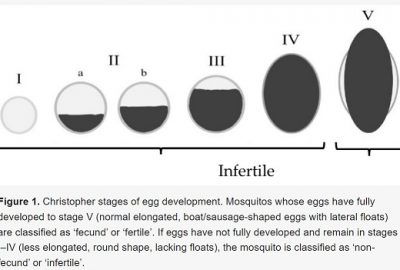 An image of 6 circles increasing in size, length and proportion of dark to white colouration from left to right, categorised into five numerical categories with the first five circles labelled infertile. The image represents Christopher stages of egg development. Mosquitos whose eggs have fully developed to stage V (normal elongated, boat/sausage-shaped eggs with lateral floats) are classified as ‘fecund’ or ‘fertile’. If eggs have not fully developed and remain in stages I–IV (less elongated, round shape, lacking floats), the mosquito is classified as ‘non-fecund’ or ‘infertile’.