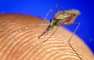 Anopheles gambiae mosquito feeding on a human finger with bright blue background. Mosquito is diagonal and front facing to the camera.