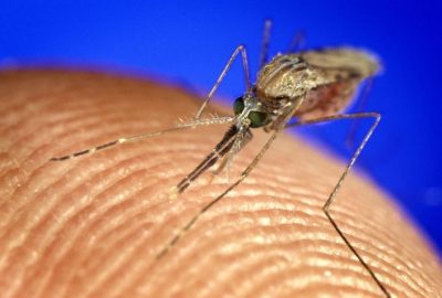 Anopheles gambiae mosquito feeding on a human finger with bright blue background. Mosquito is diagonal and front facing to the camera.