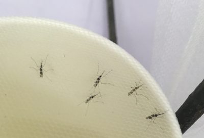 Five mosquitoes inside a paper cup covered in netting for testing