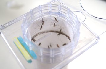 Downward view of mosquitoes resting on the inside of a clear WHO test tube.