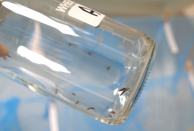 CDC bottle at an angle showing mosquitoes resting inside the glass walls