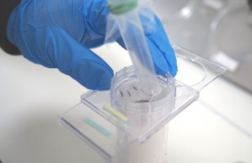 Hand in blue latex glove in upper left quadrant of photo transferring mosquitoes from a tube into the WHO tube test container. Three mosquitoes are shown on the left side of the WHO tube.