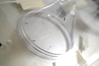 Image of the transparent cone of a cone bioassay against a white board with the narrow opening of the cone in the upper right quadrant plugged with a cotton ball. Five mosquitoes rest on the inside of the walls of the cone.