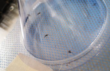 Close up image of four mosquitoes resting on blue net material underneath a clear cone.