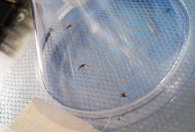 Close up image of four mosquitoes resting on blue net material underneath a clear cone.